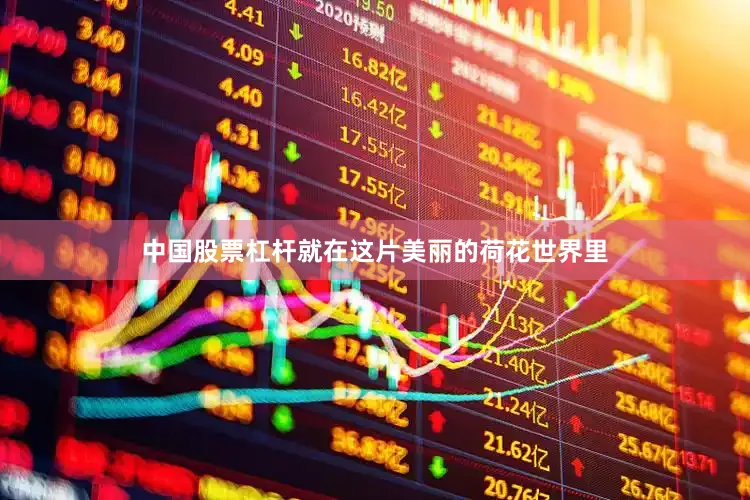 中国股票杠杆就在这片美丽的荷花世界里